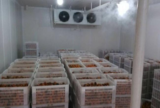 香蕉操逼视频安装